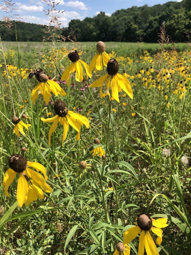 grayheaded coneflower