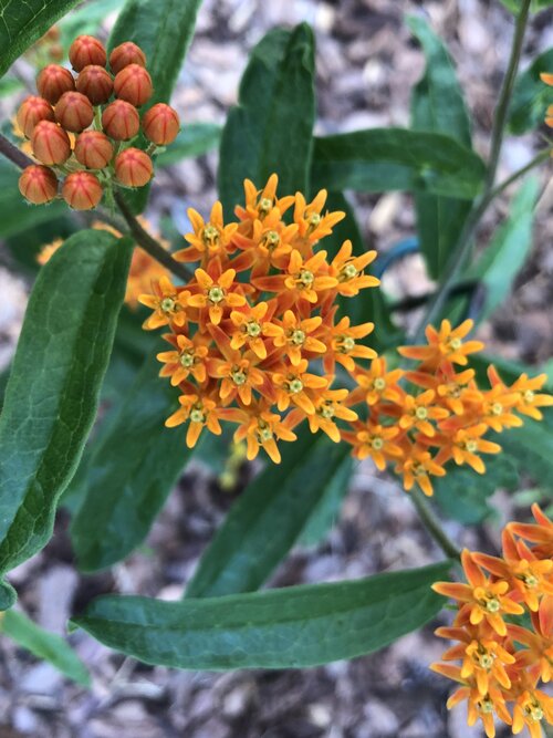 butterflyweed3