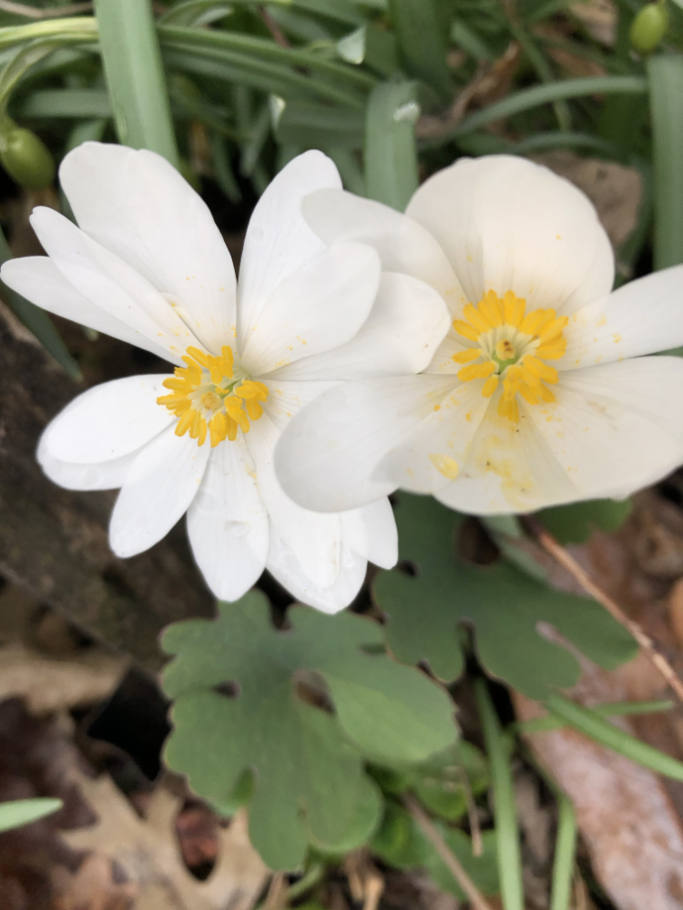 bloodroot